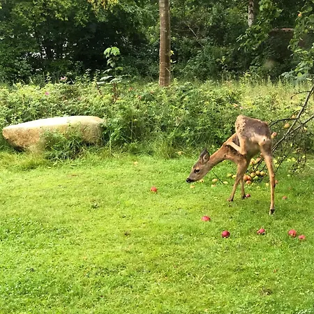 Kate Unter Reet Im Gruenen Hébergement de vacances Buchholz (Dithmarschen)